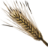 Wheat.png